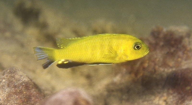 Maylandia sp. 'lime' Maingano Island